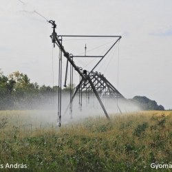 Másodvetésű csemegekukorica öntözése