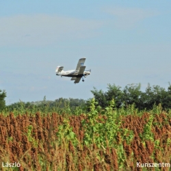 Napraforgó deszikkálás
