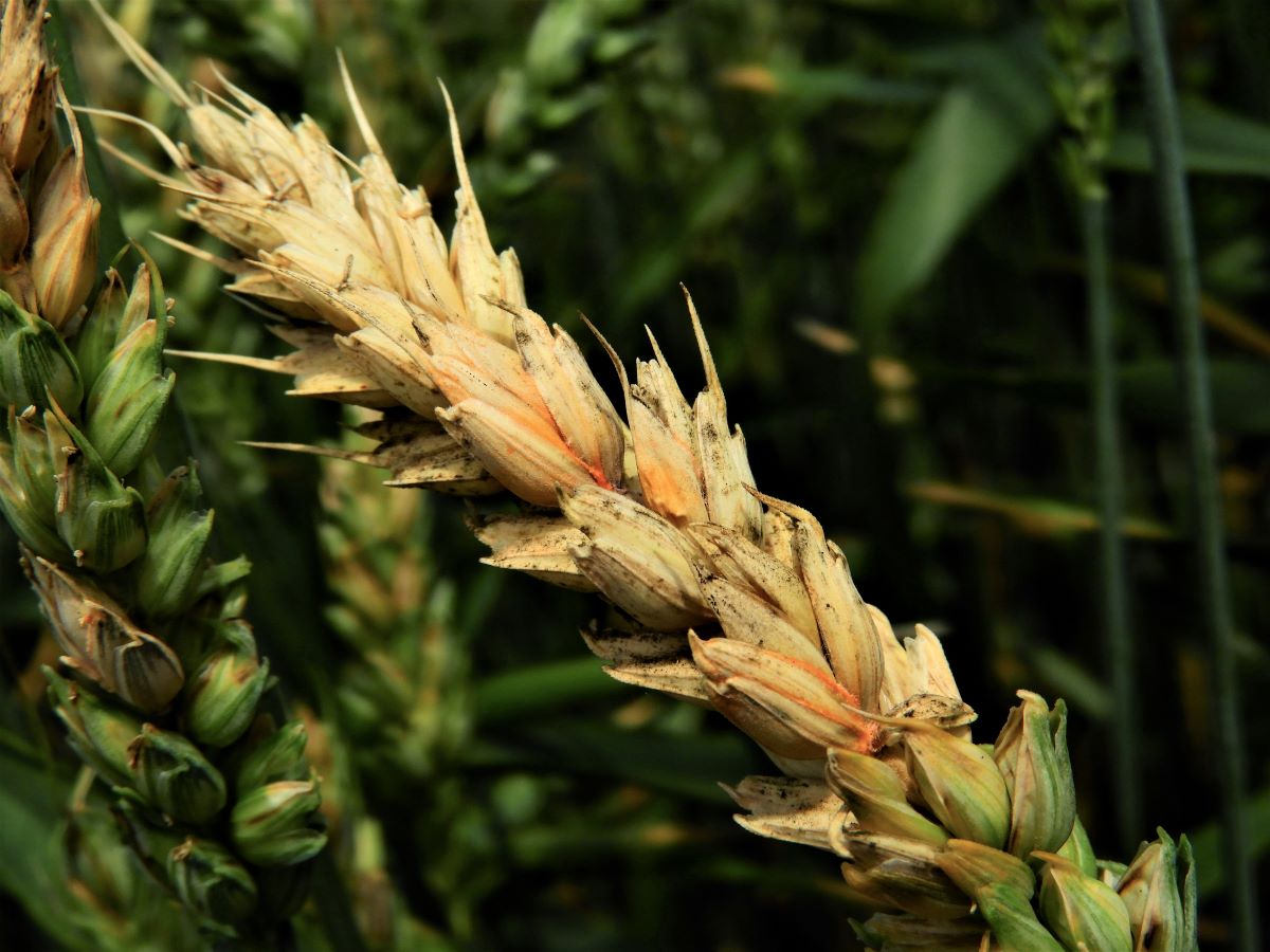 Hírek 2022.05.22. A kalászfuzáriózisról.