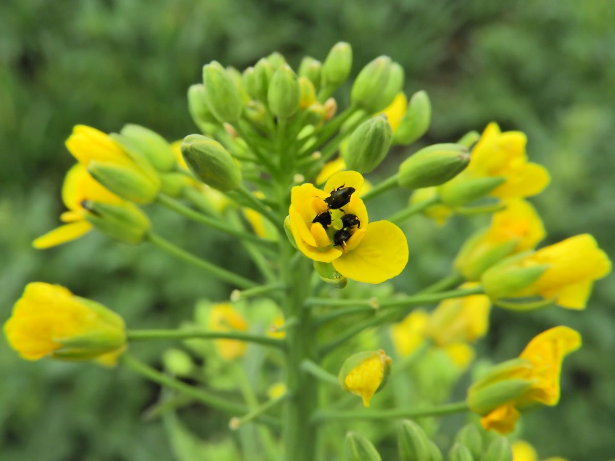 Hírek 2022.04.25. A repcefénybogár veszélyes ellenfél!