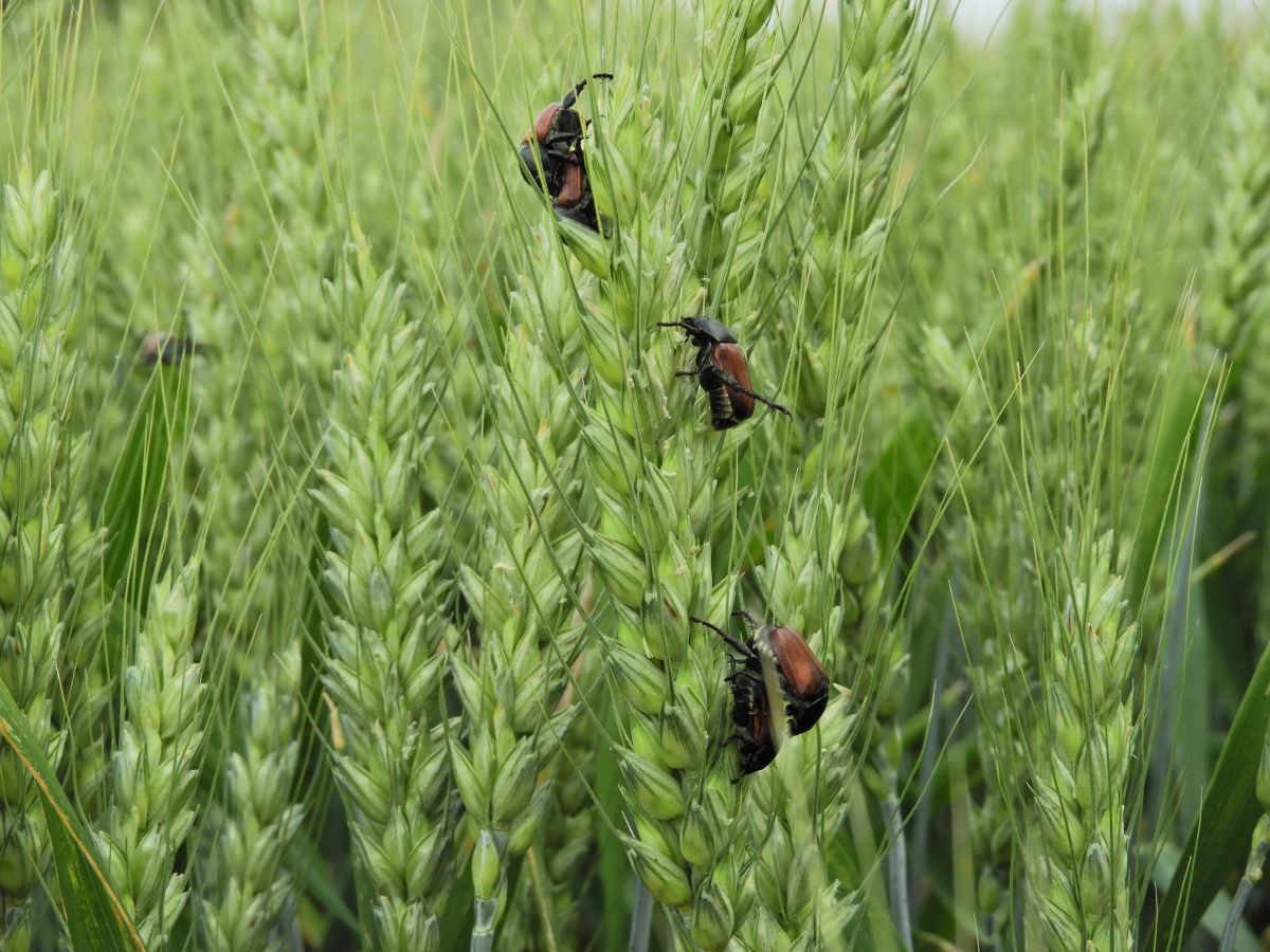 Hírek 2022.04.18. Visszatekintés, avagy az őszi kalászosokban 2021-ben felmerülő növényvédelmi kihívások.