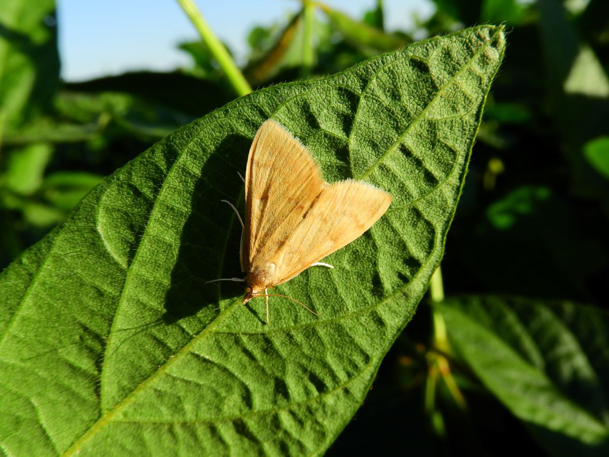 Hírek 2022.06.06. A kukoricamolyról.