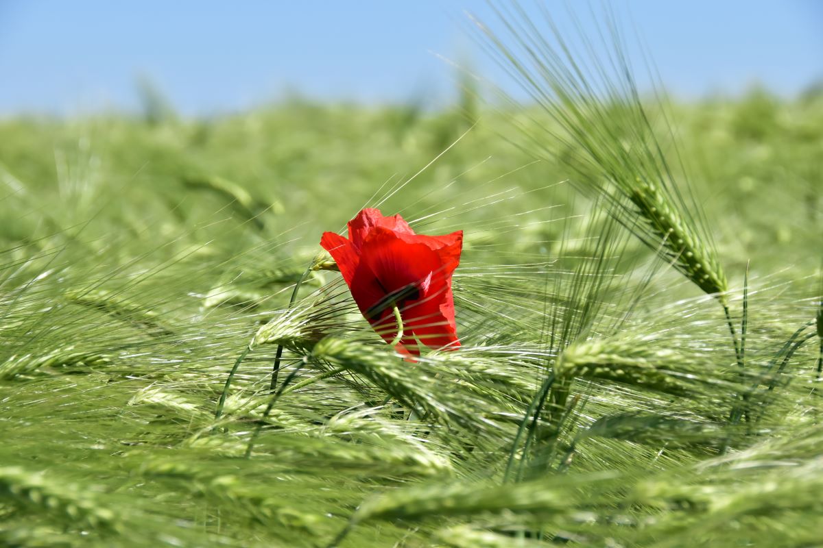 Hírek 2022.05.21. Méhkímélő technológia alkalmazására hívja fel a figyelmet a Nébih.