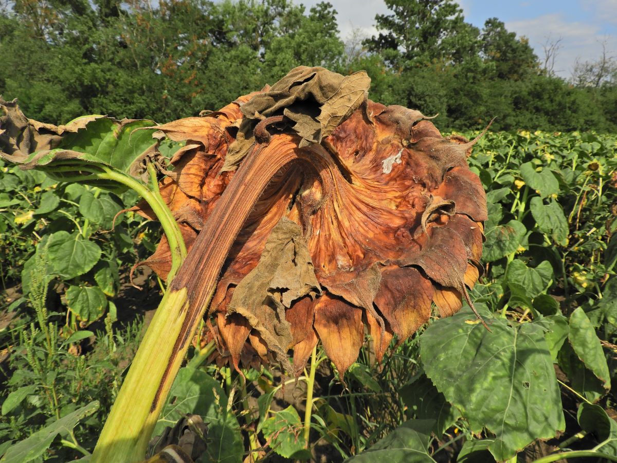 Hírek 2022.05.09. Visszatekintés, avagy a napraforgótermesztés 2021. évi növényvédelmi kihívásai.