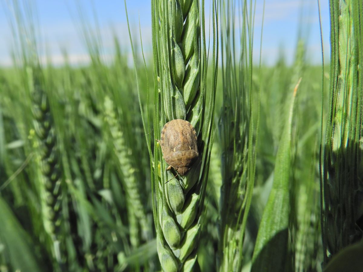 Hírek 2022.05.15. A gabonapoloskákról.