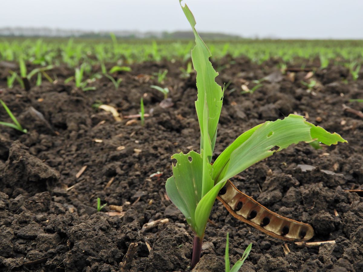 Hírek 2022.05.02. A kapások talajlakó és fiatalkori kártevői.