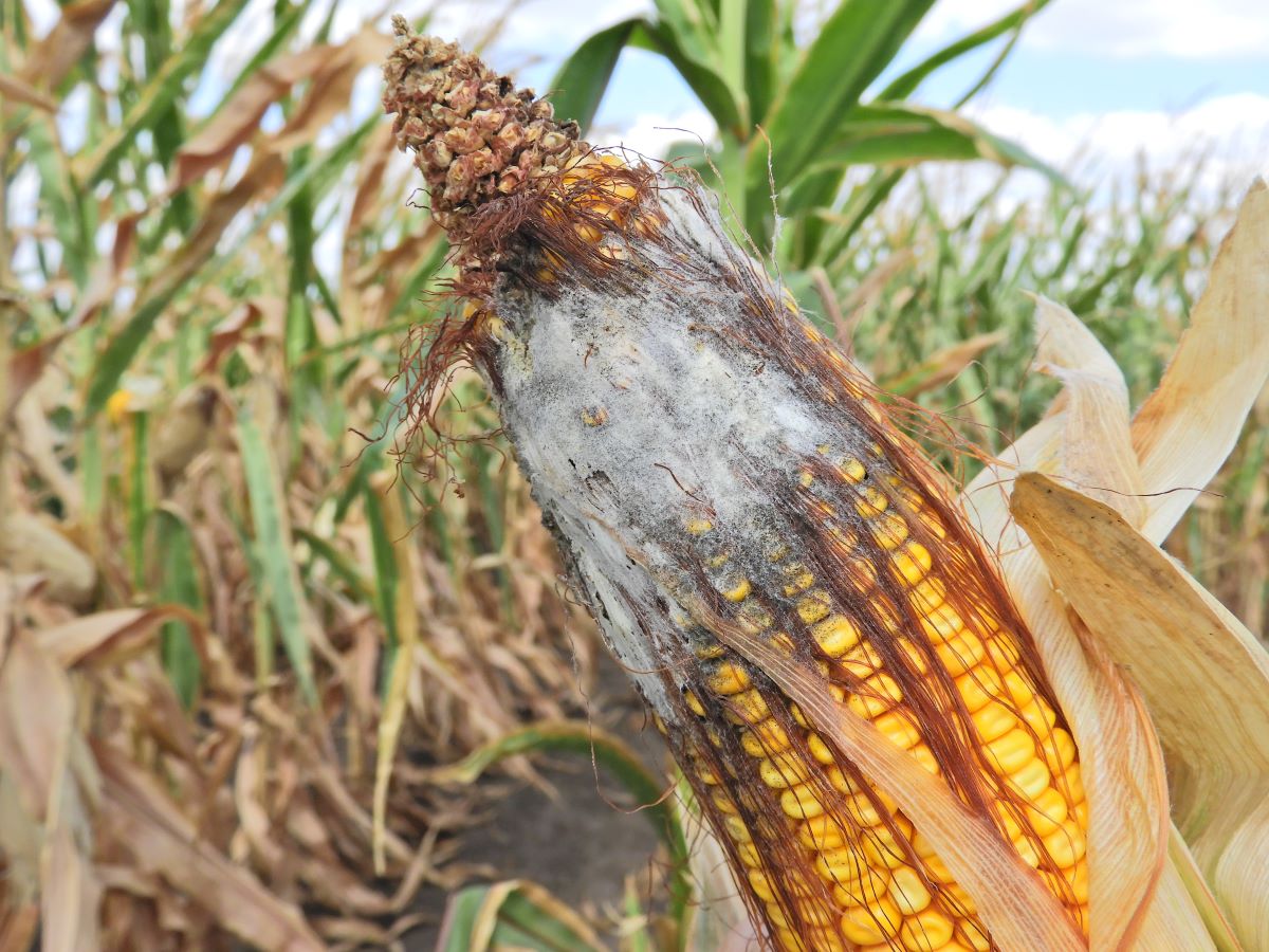 Hírek 2022.05.28. Visszatekintő, avagy a kukoricatermesztés 2021. évi növényvédelmi kihívásai.