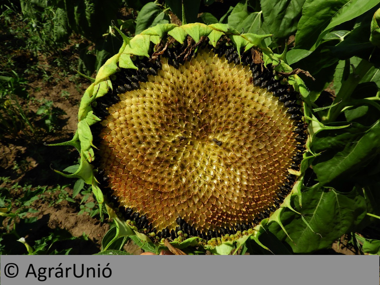 NapiKép 2018.08.05.