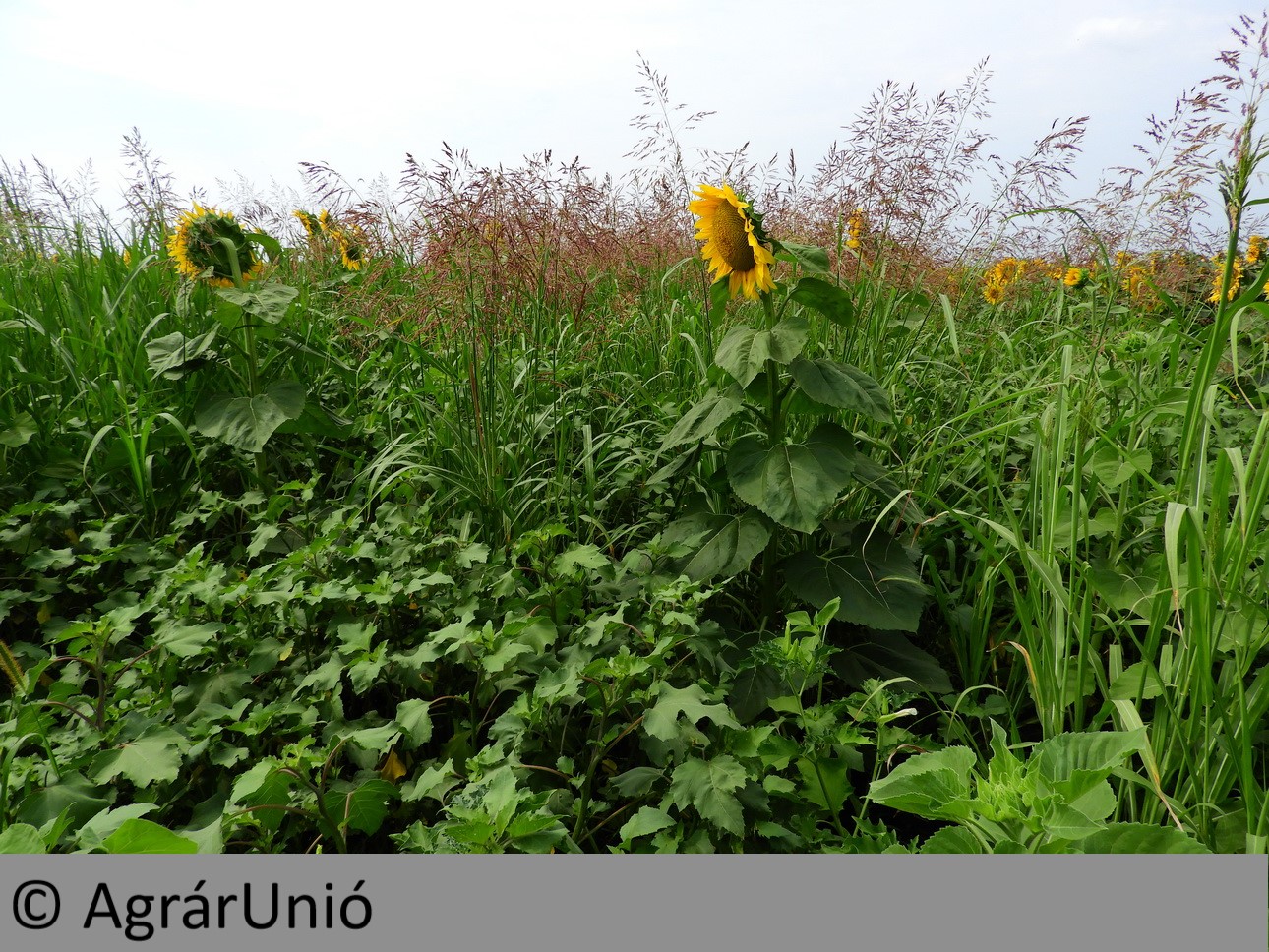 NapiKép 2018.07.08.