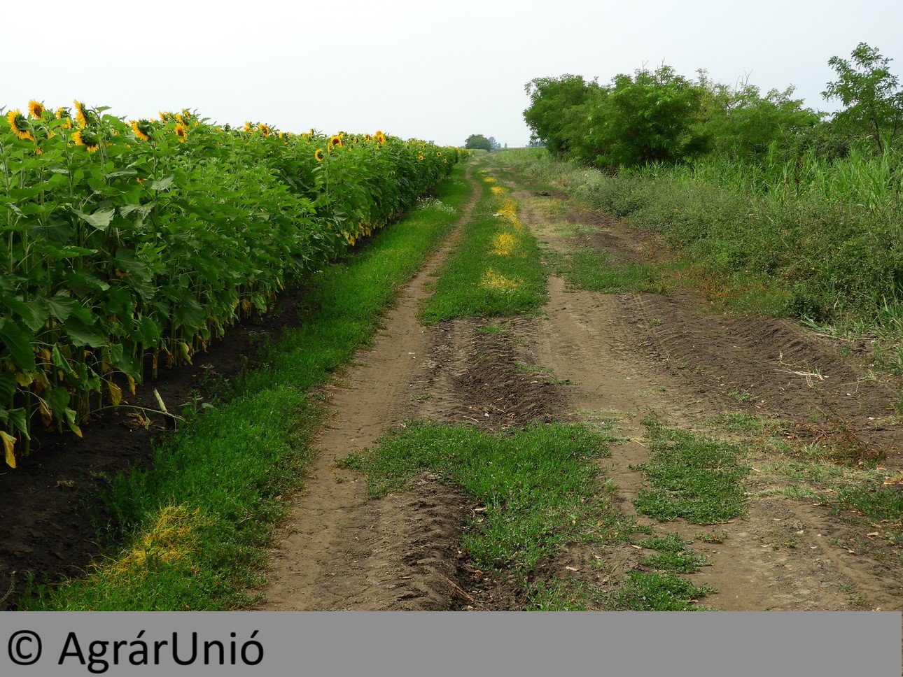 NapiKép 2018.07.15.