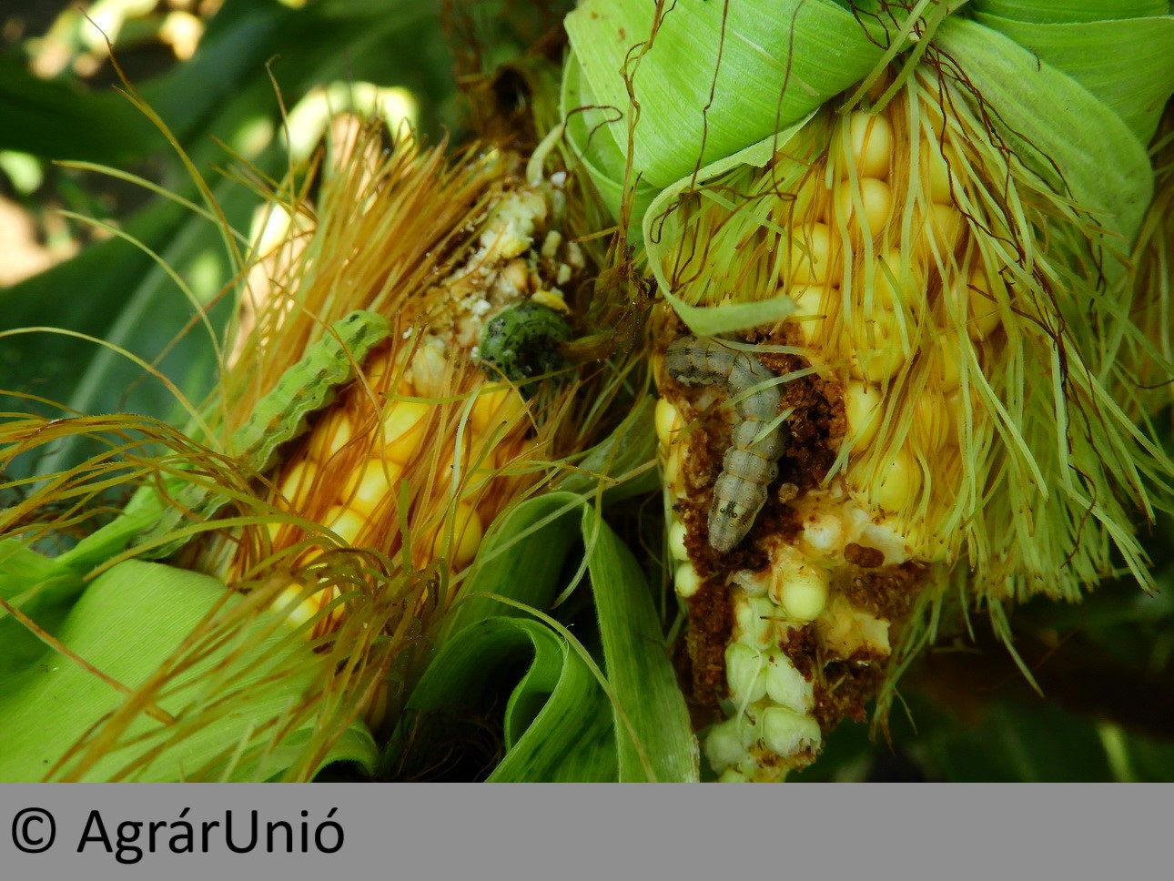 NapiKép 2018.07.21.