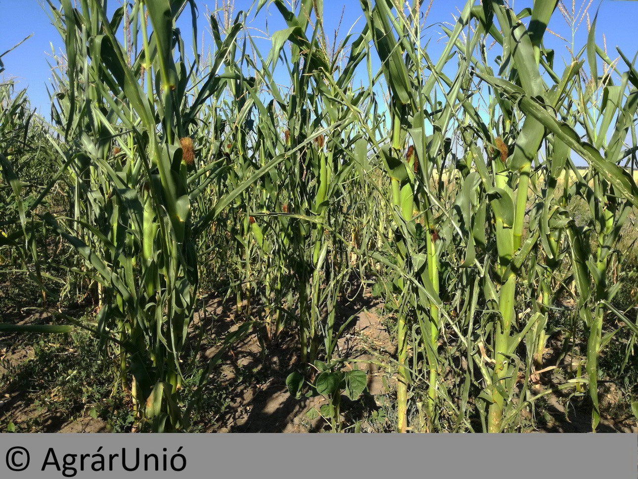 NapiKép 2018.06.08.