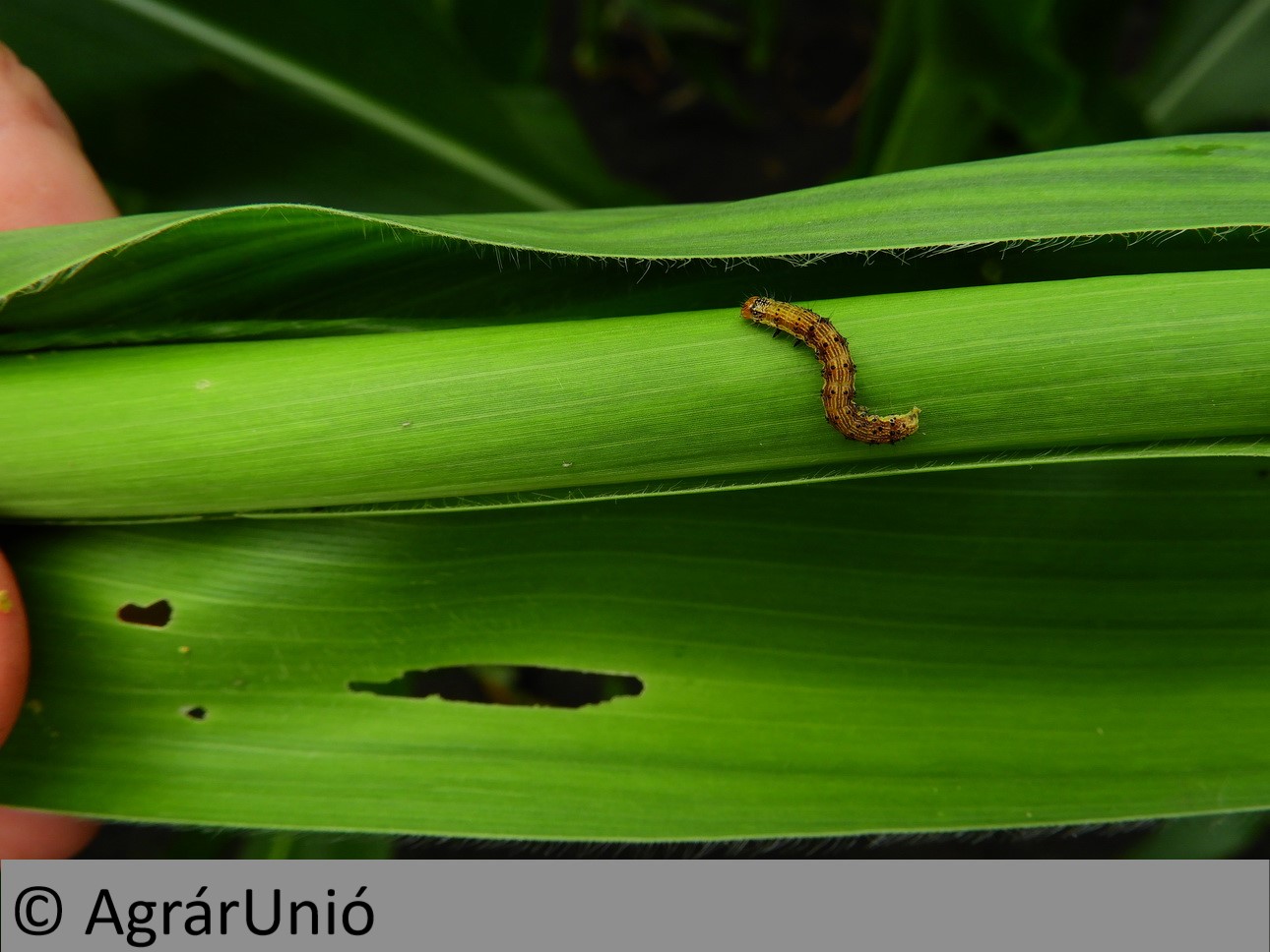 NapiKép 2018.06.26.