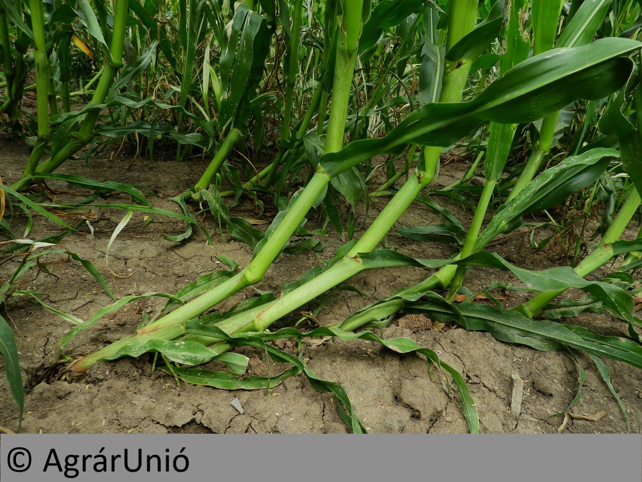 NapiKép 2018.06.29.