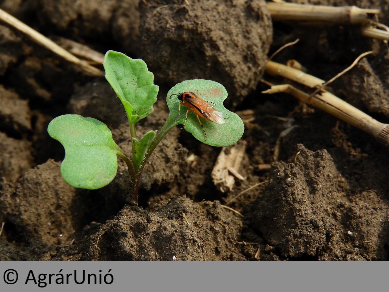 NapiKép 2018.09.07.