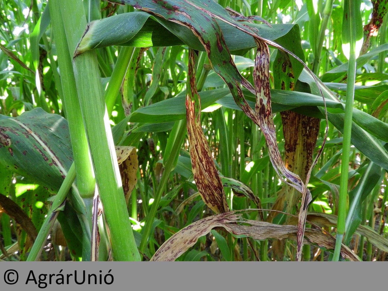 NapiKép 2018.09.15.