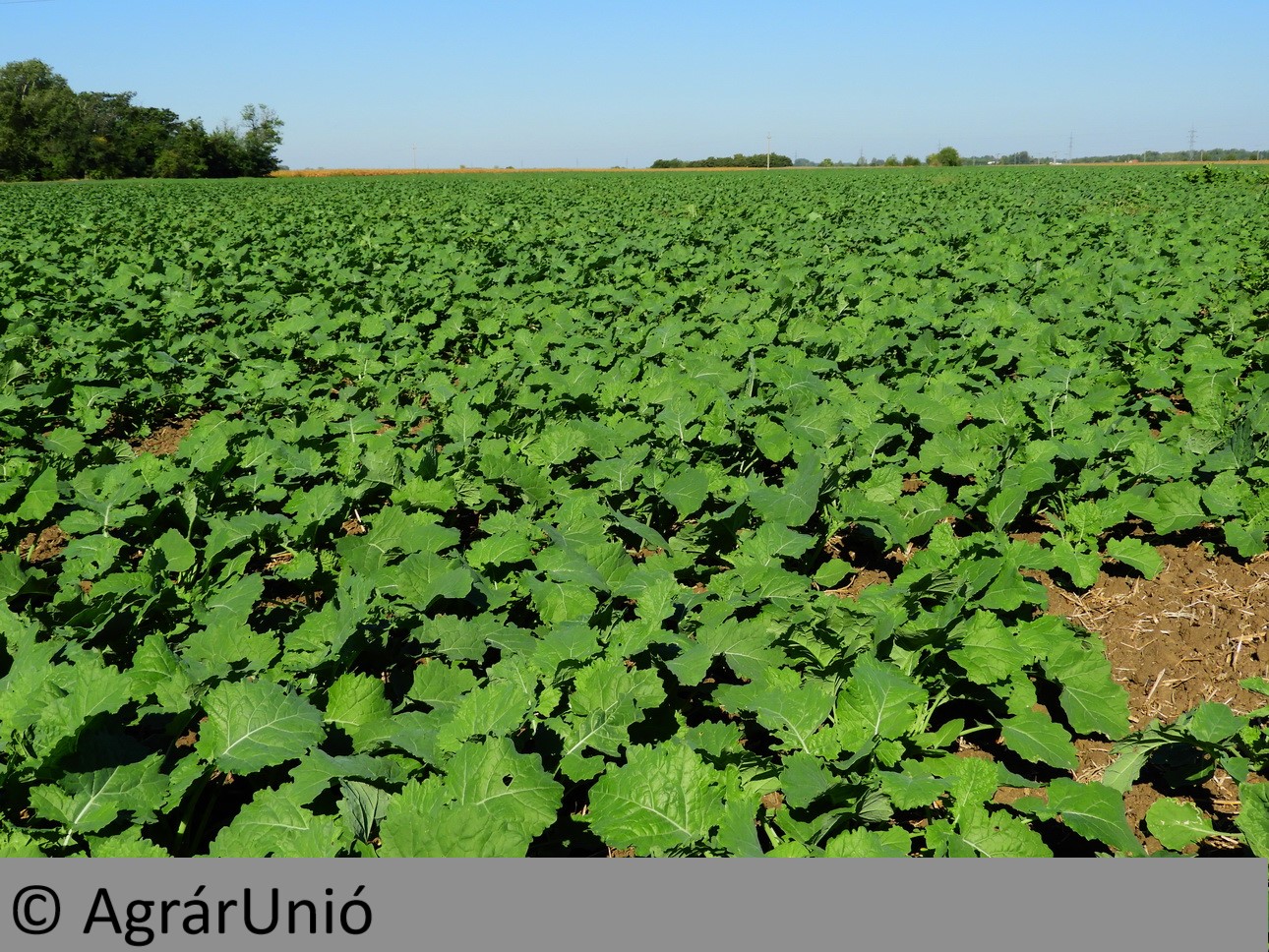 NapiKép 2018.09.28.
