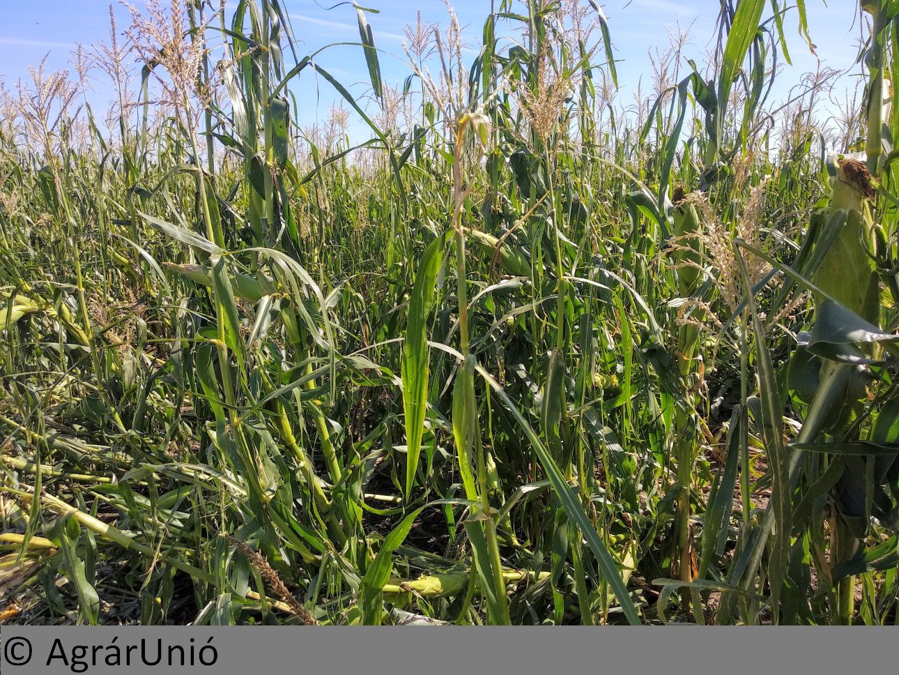 NapiKép 2018.09.17.