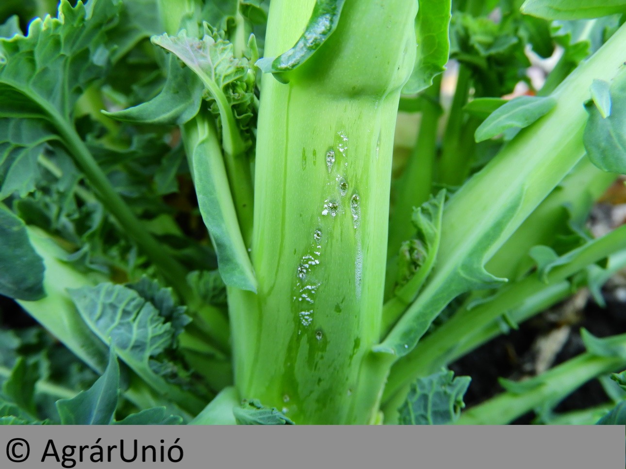 NapiKép 2019.04.01.