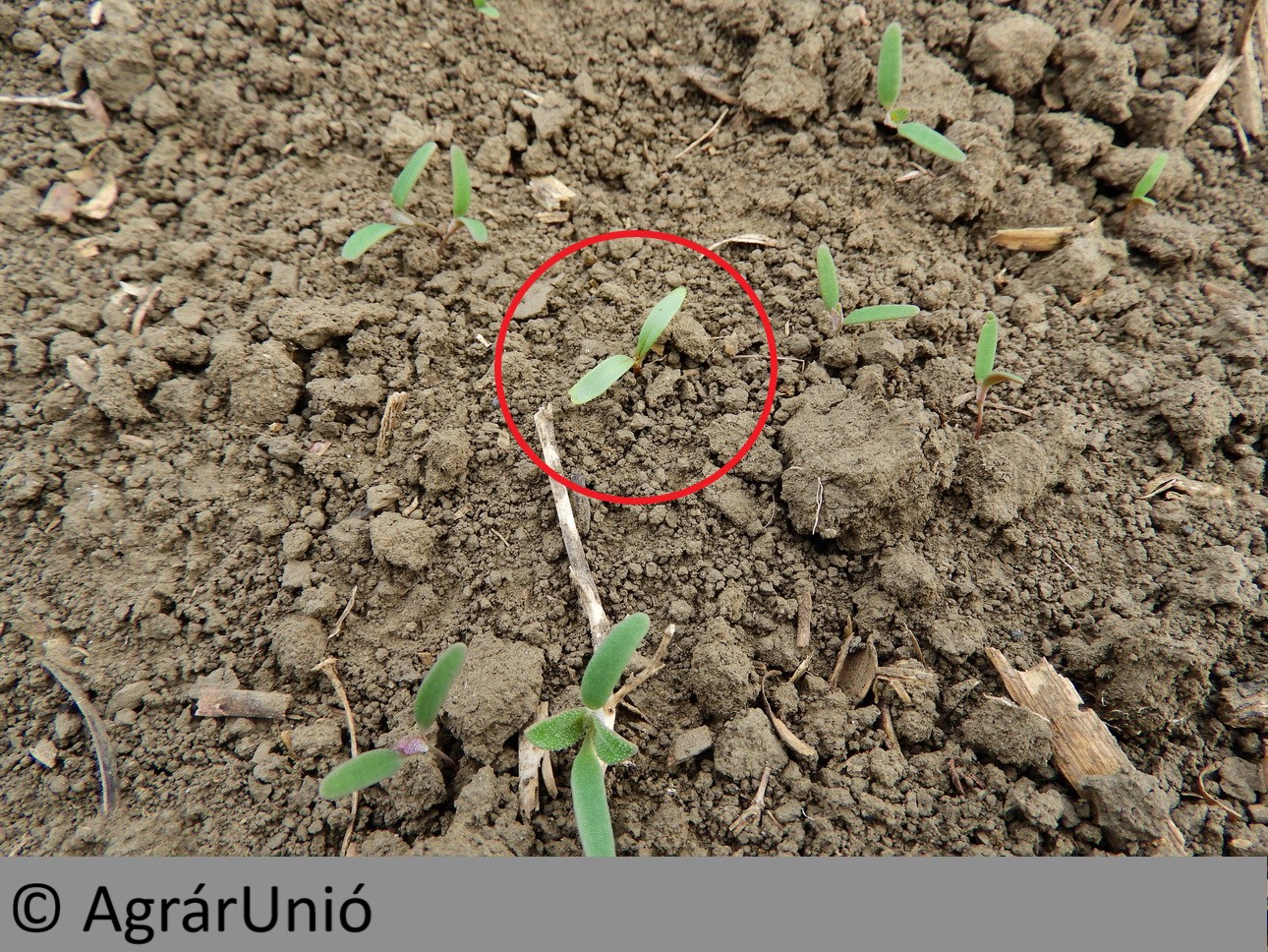 NapiKép 2019.04.10.