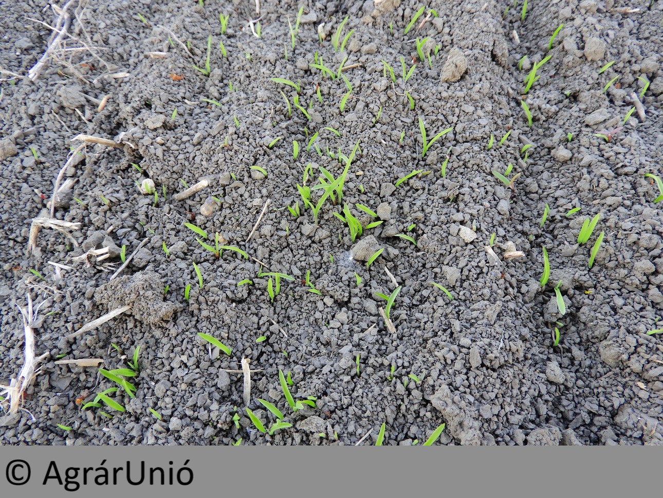 NapiKép 2019.04.20.