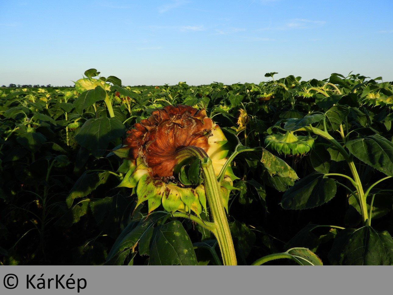 NapiKép 2019.08.10.