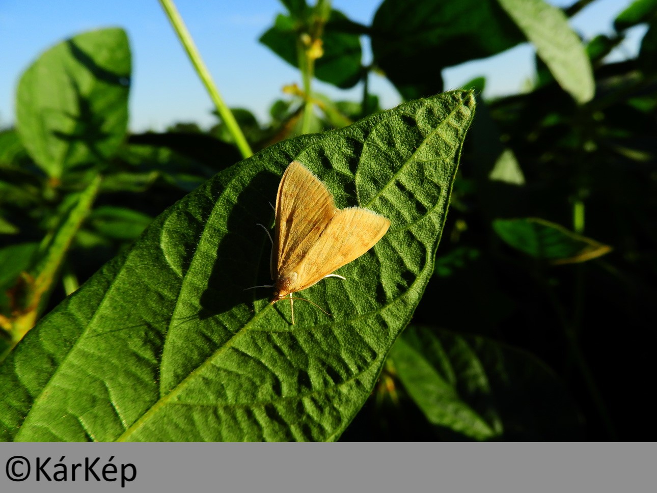 NapiKép 2019.08.17.