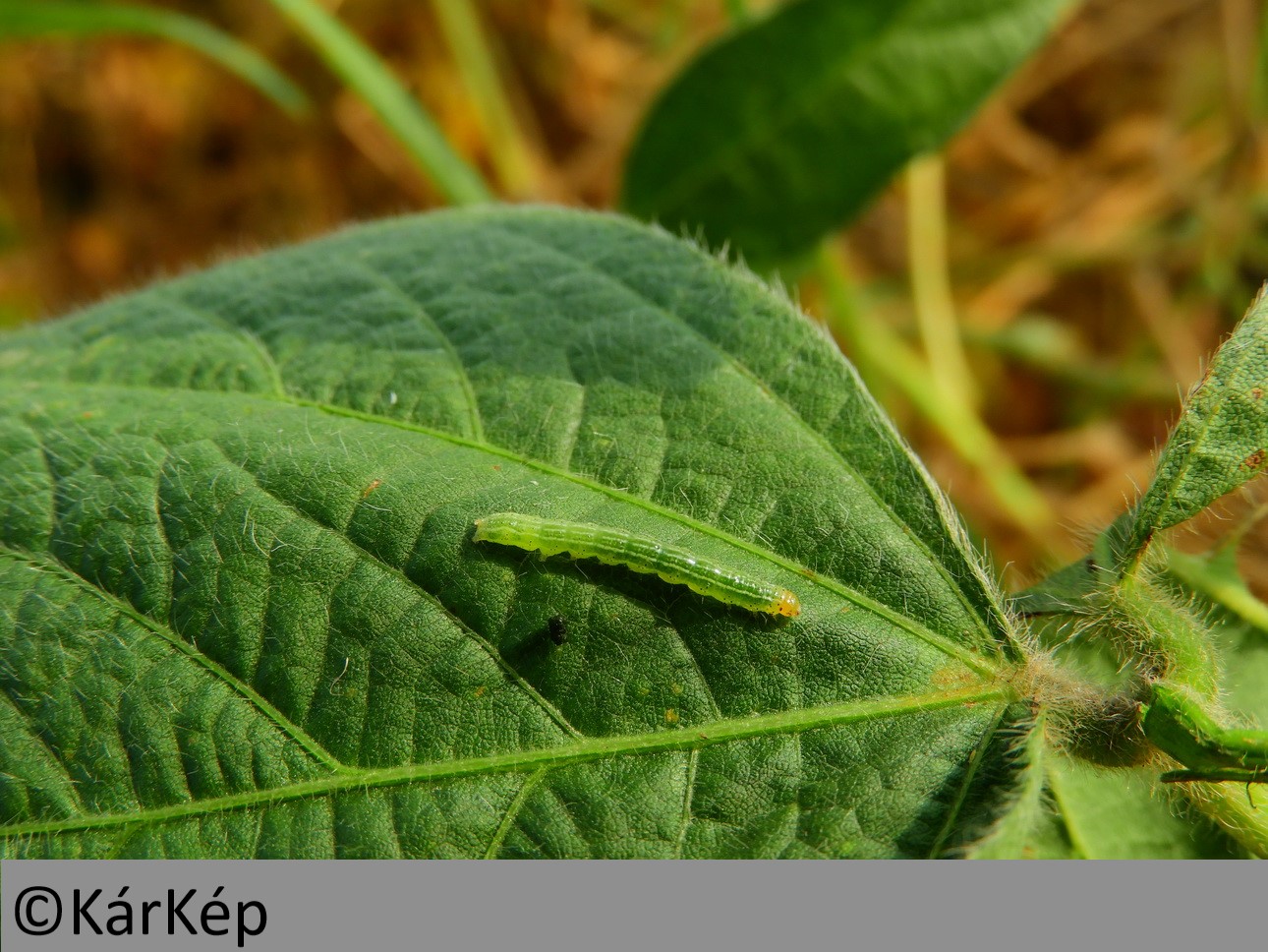 NapiKép 2019.08.29.