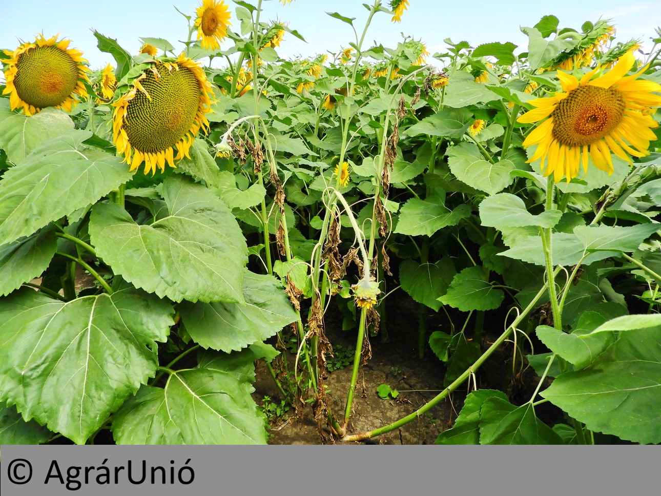 NapiKép 2019.07.12.