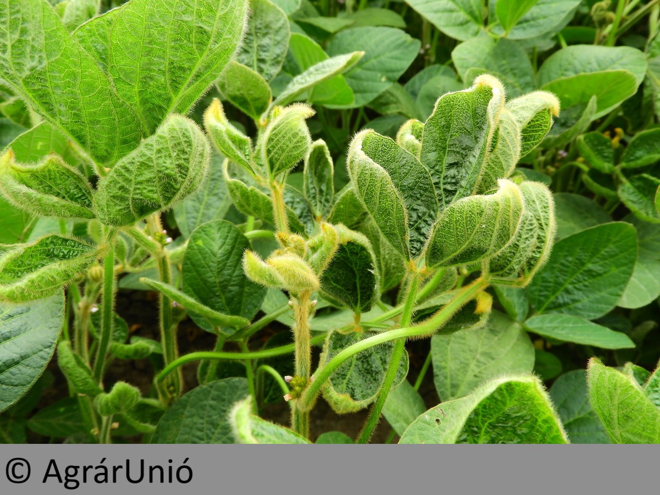 NapiKép 2019.07.14.