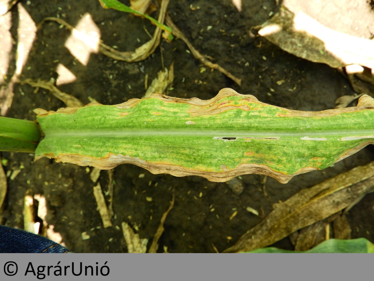 NapiKép 2019.07.16.