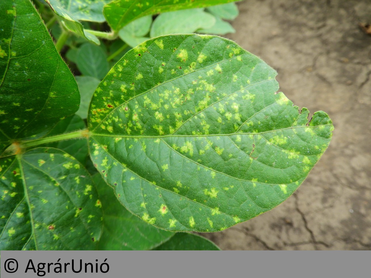 NapiKép 2019.07.18.