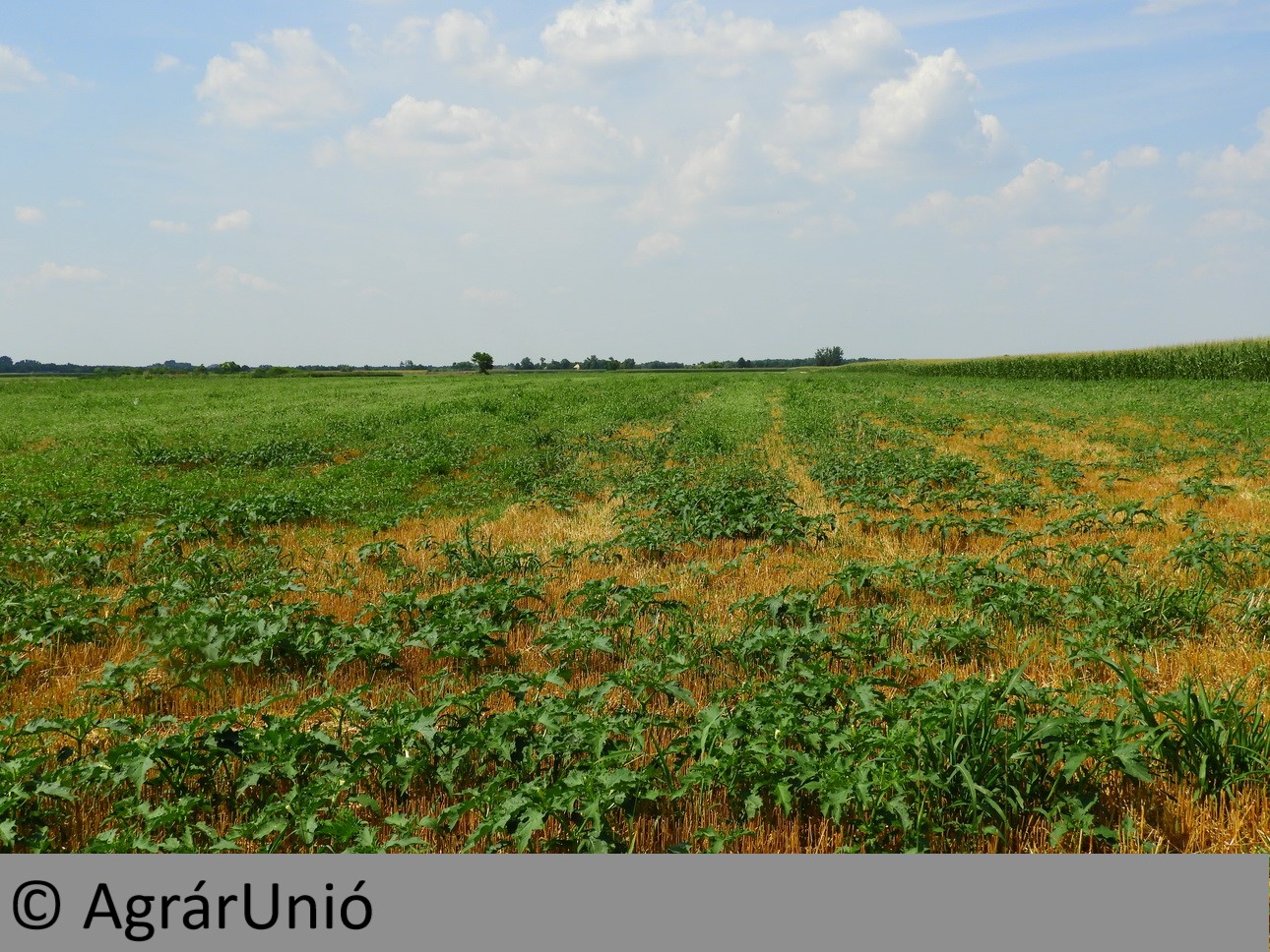 NapiKép 2019.07.22.