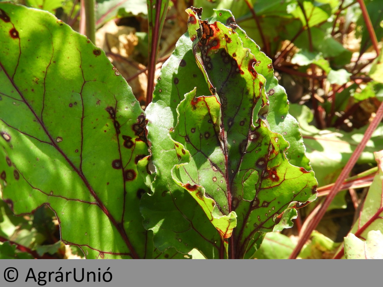 NapiKép 2019.07.27. 