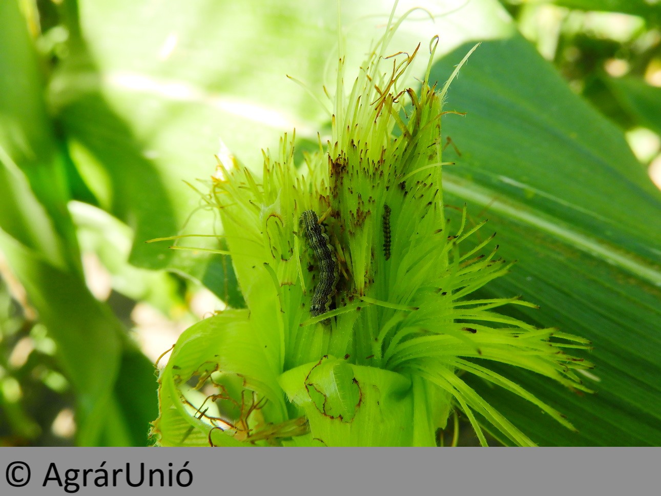 NapiKép 2019.07.29.