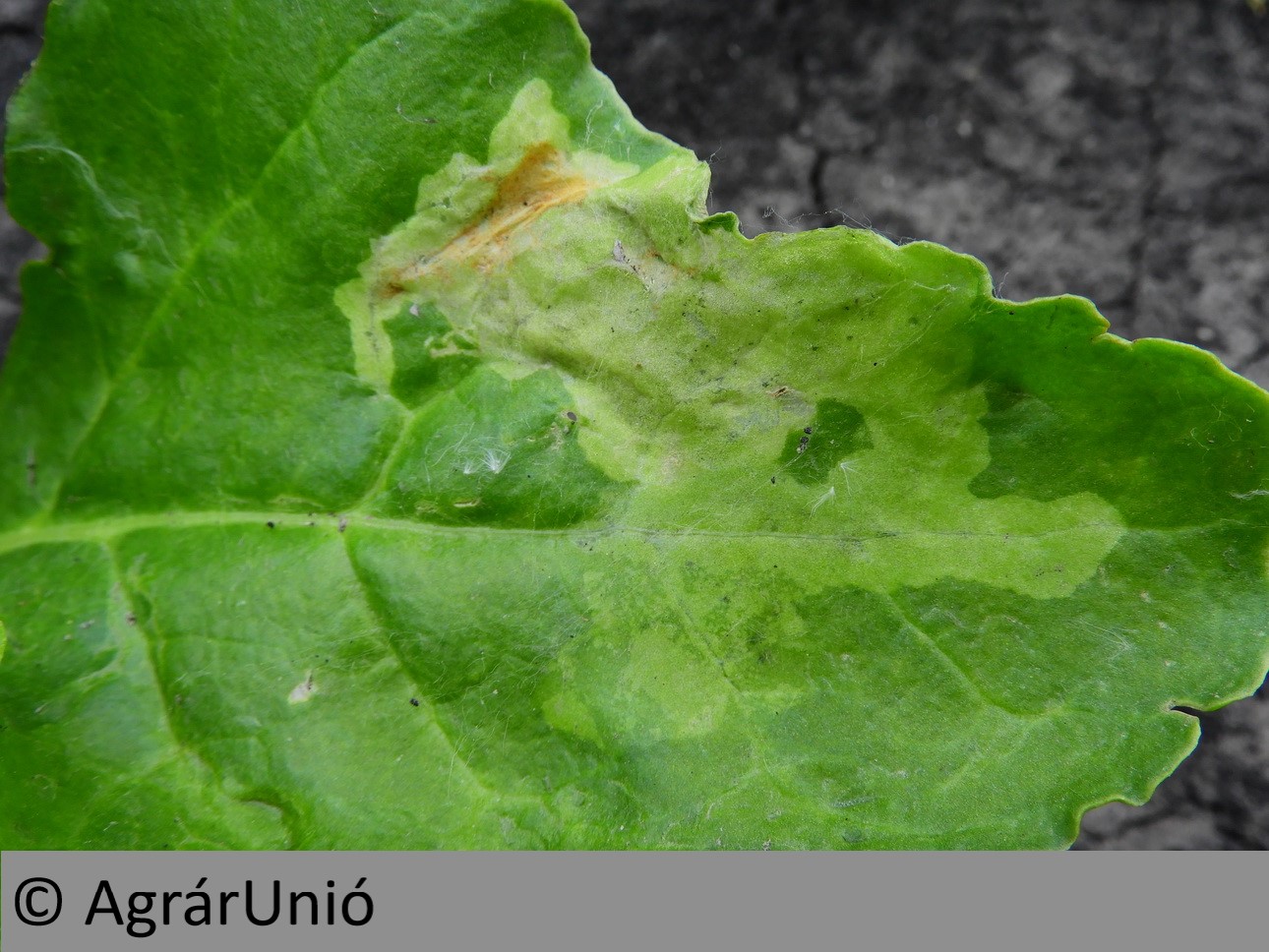 NapiKép 2019.06.07.