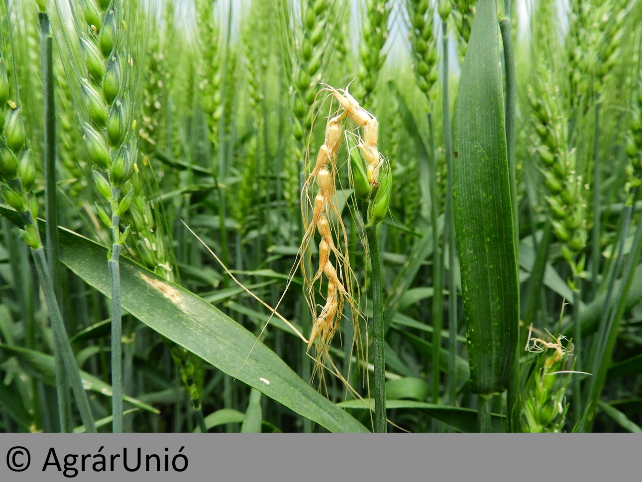 NapiKép 2019.06.11.