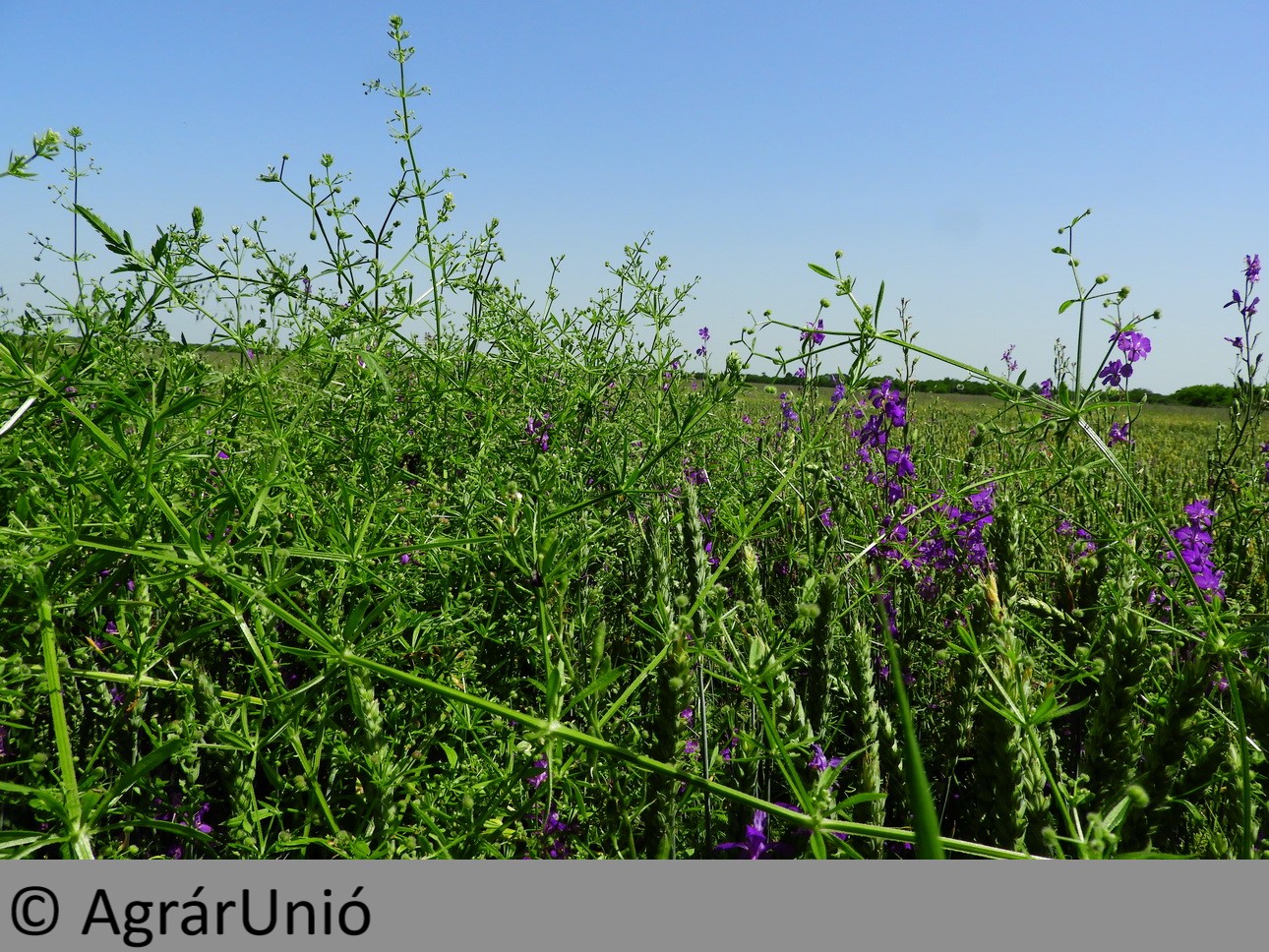 NapiKép 2019.06.14.