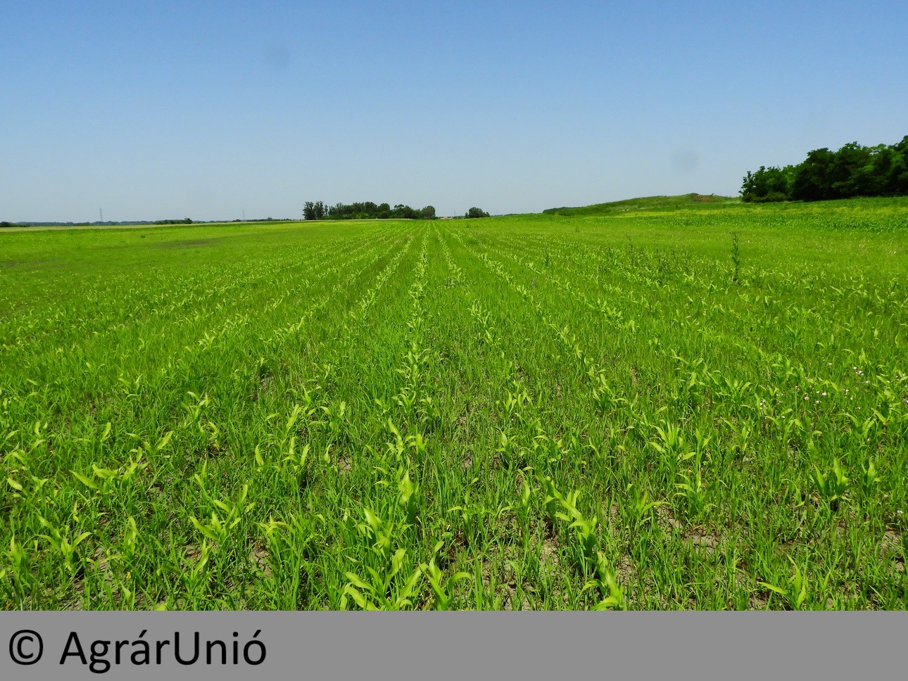 NapiKép 2019.06.15.