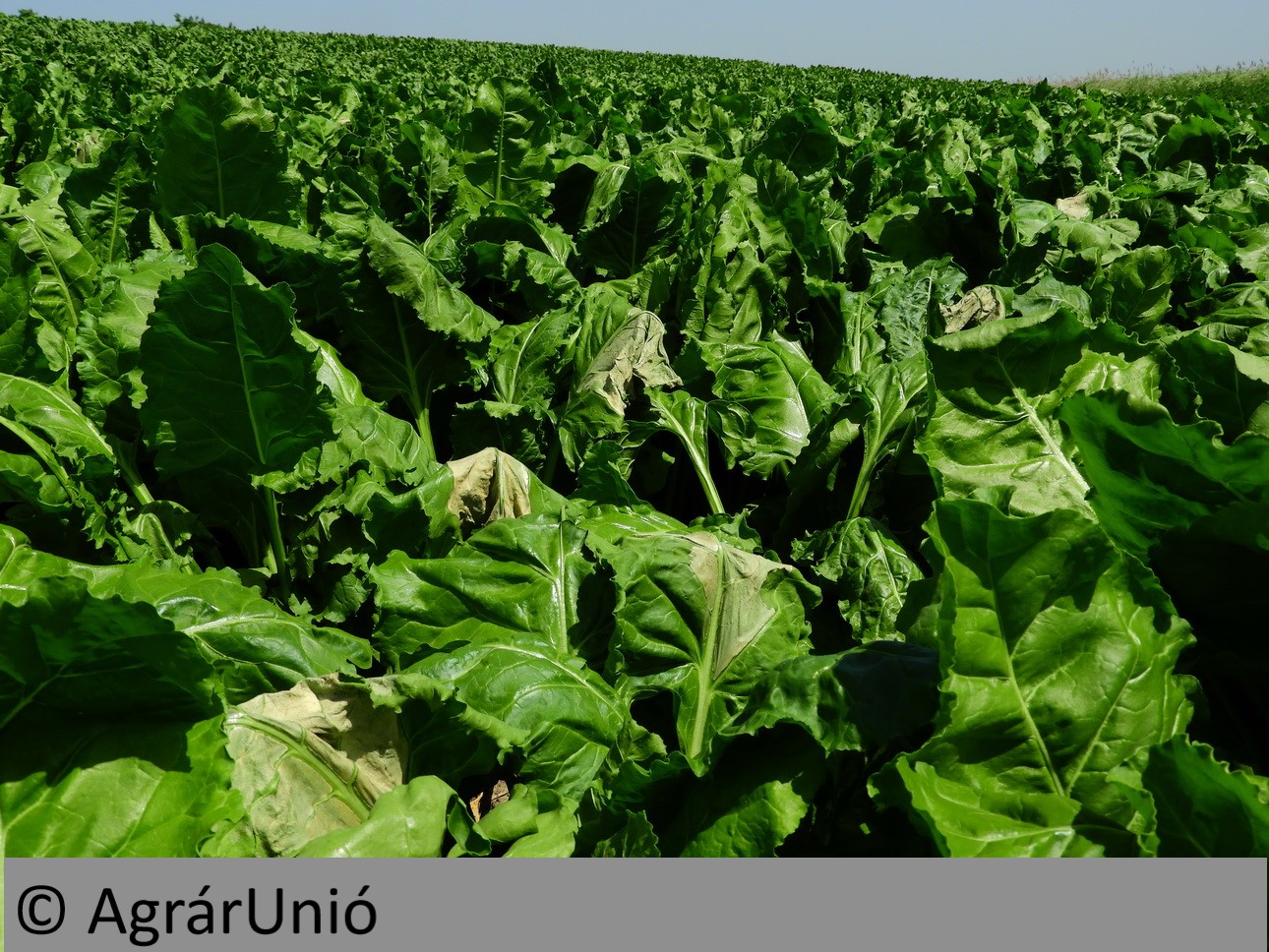 NapiKép 2019.06.16.