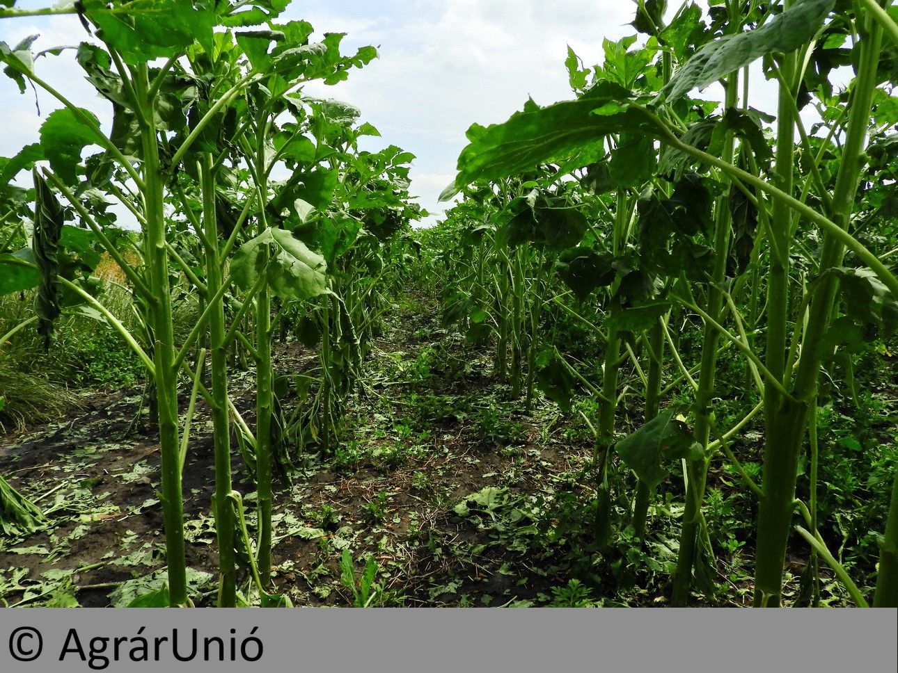 NapiKép 2019.06.18.