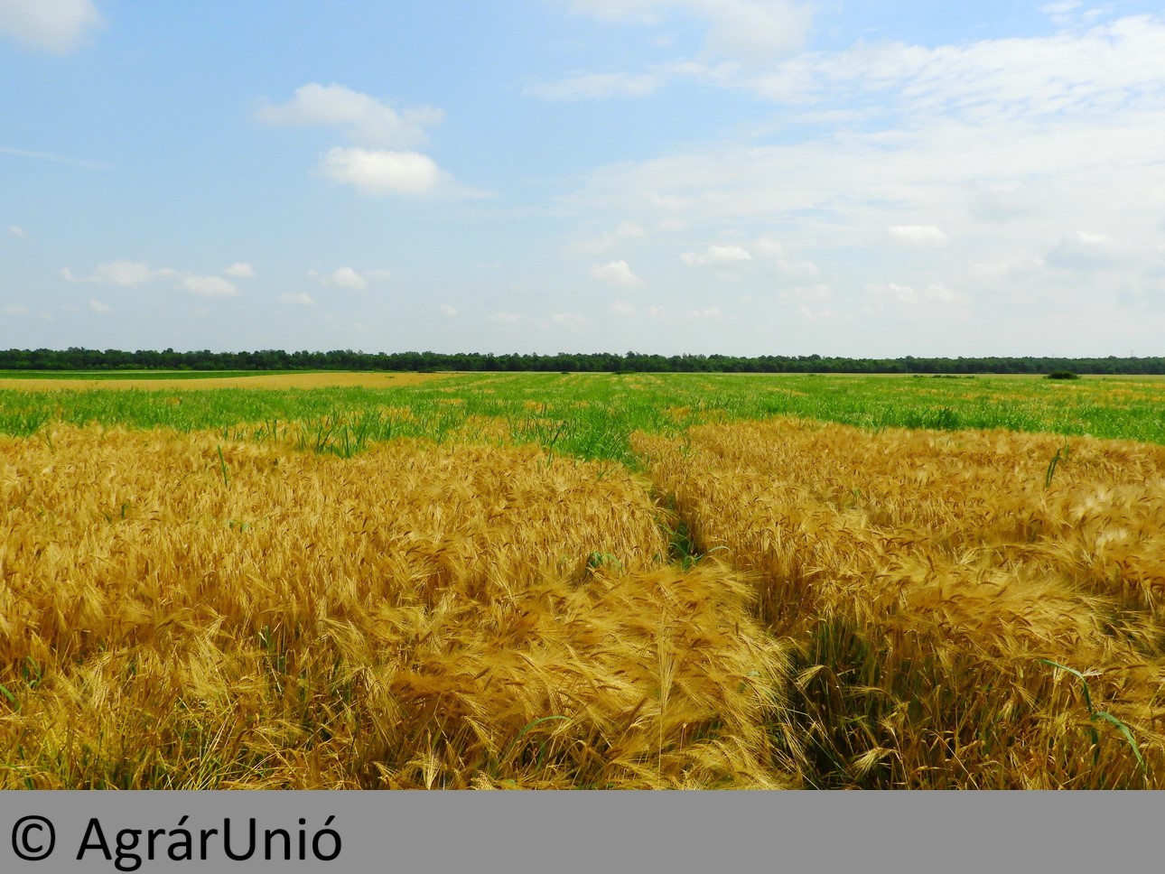 NapiKép 2019.06.22.