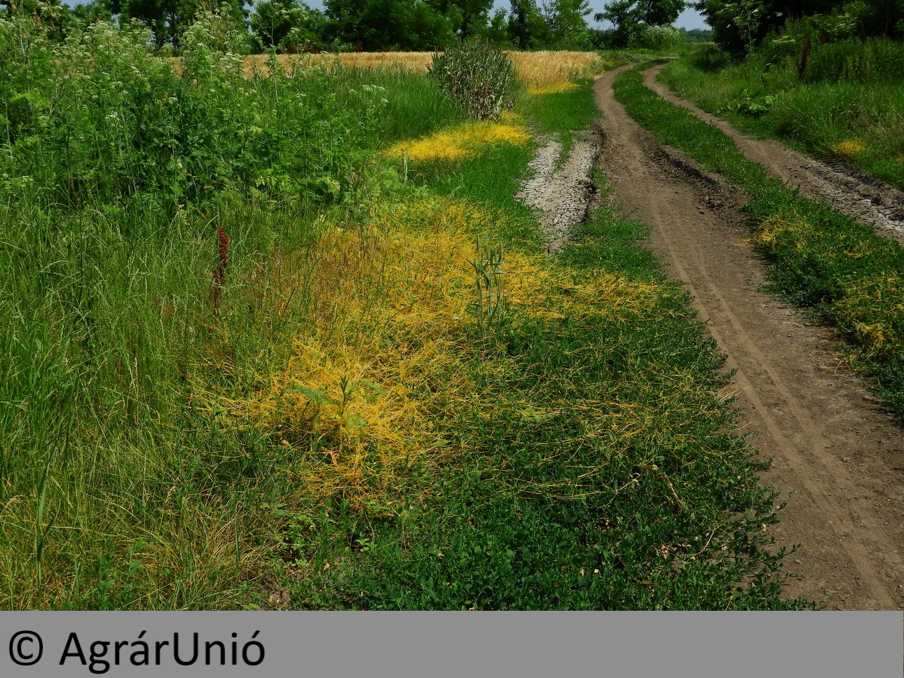 NapiKép 2019.06.24.