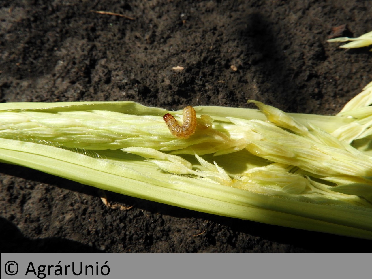 NapiKép 2019.06.26.