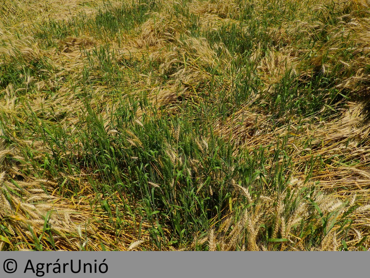 NapiKép 2019.06.29.