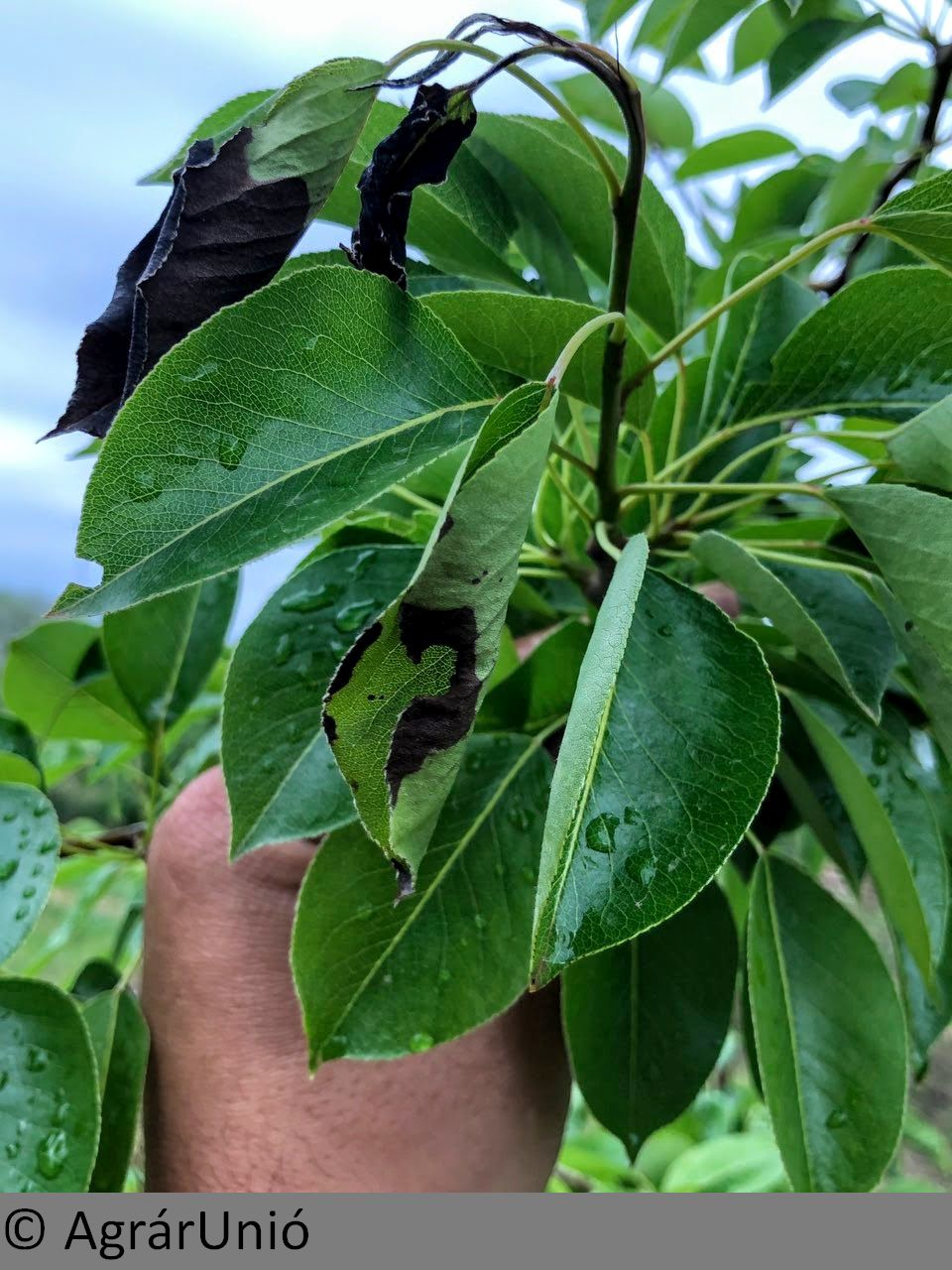 NapiKép 2019.06.02.