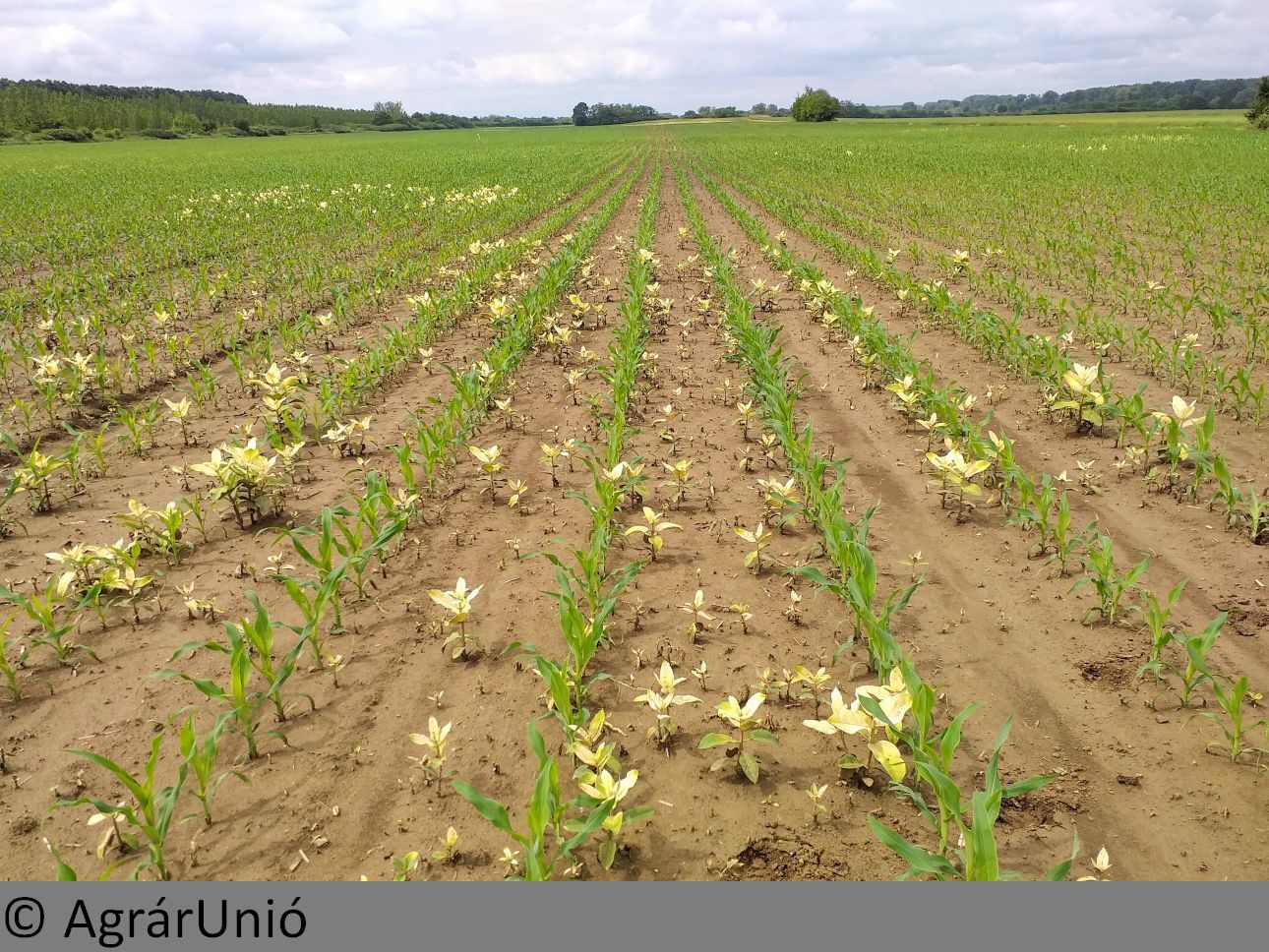 NapiKép 2019.06.04.