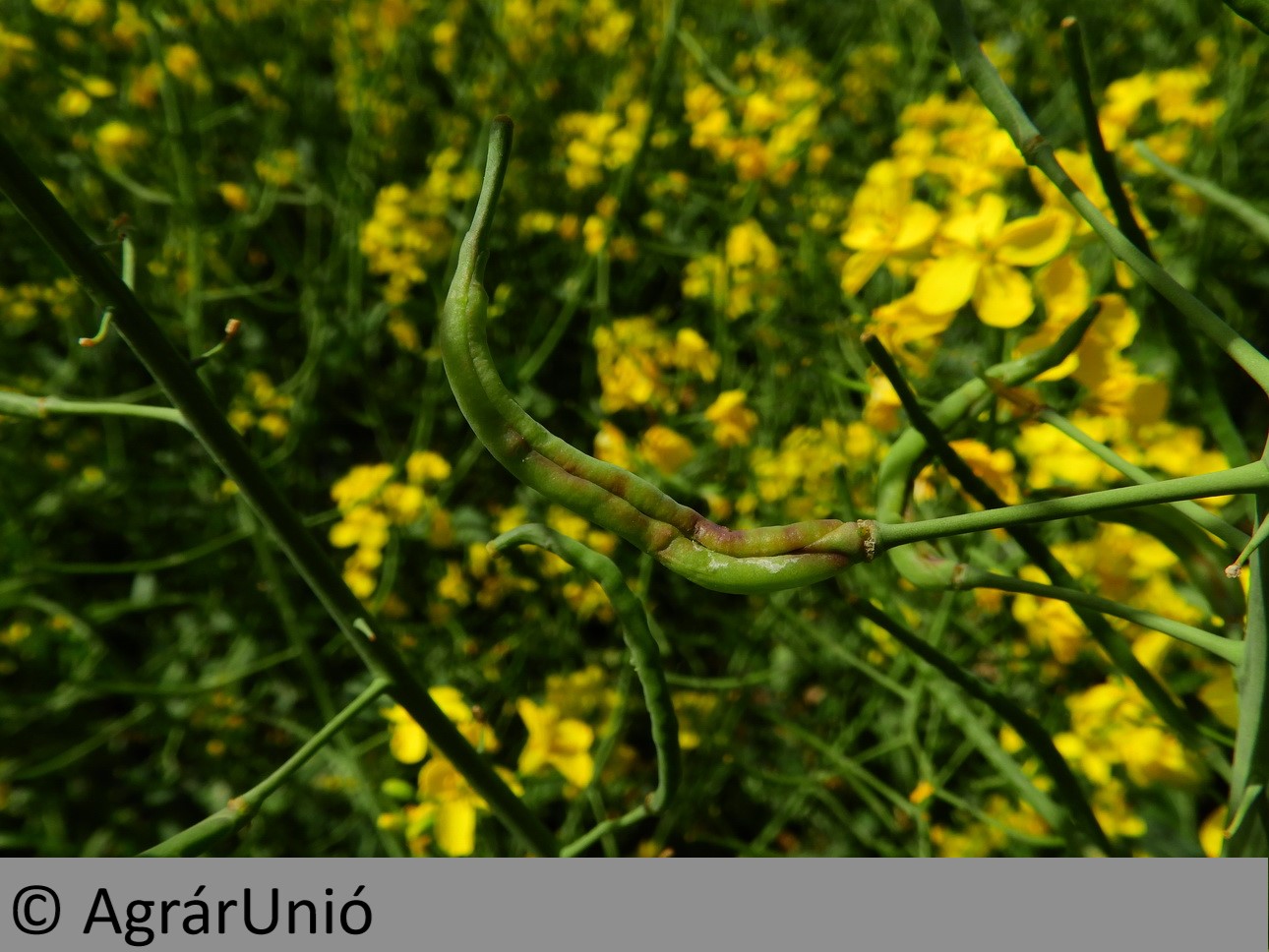 NapiKép 2019.05.02.