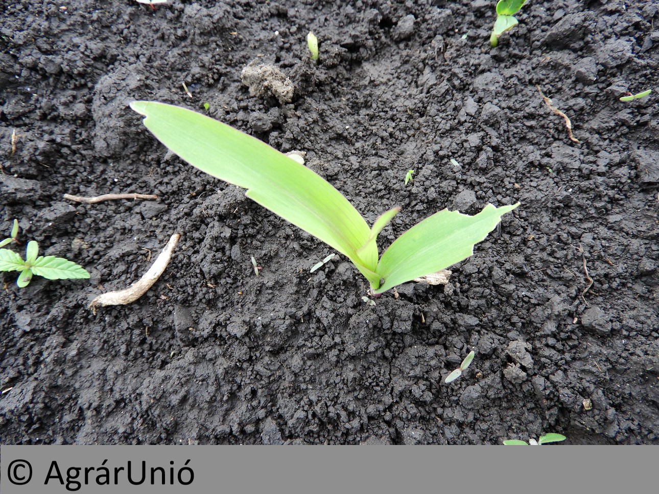 NapiKép 2019.05.14.