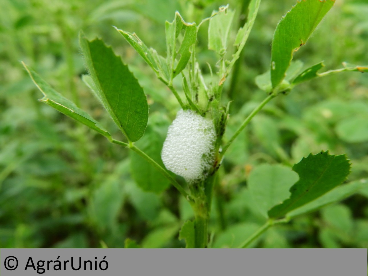 NapiKép 2019.05.19.